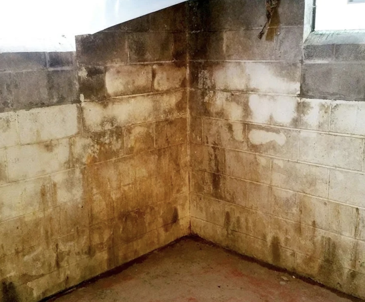 Плесень в погребе